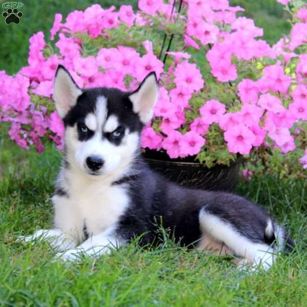 Evan, Siberian Husky Puppy