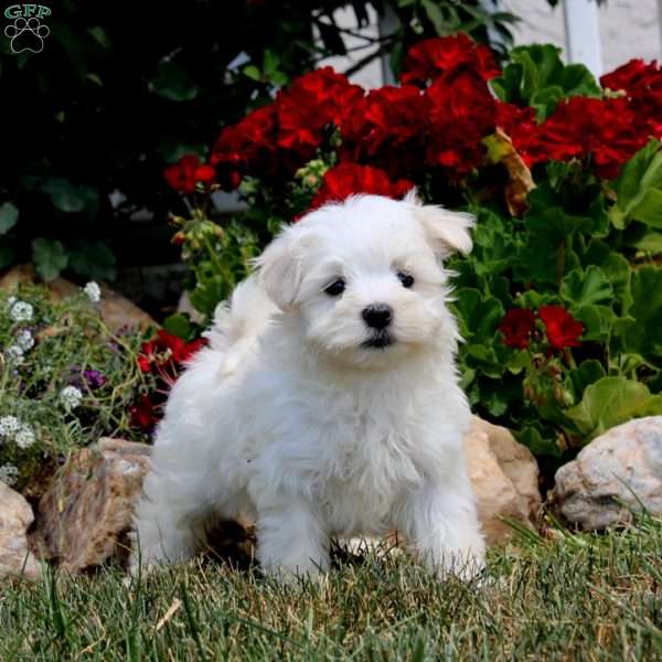 Evan, Maltese Puppy