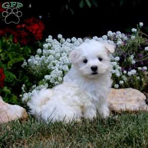 Evan, Maltese Puppy