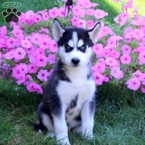 Evan, Siberian Husky Puppy