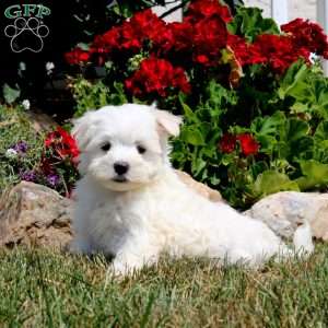Evan, Maltese Puppy