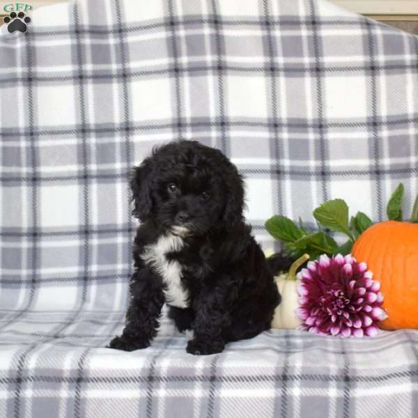 Eve, Cavapoo Puppy