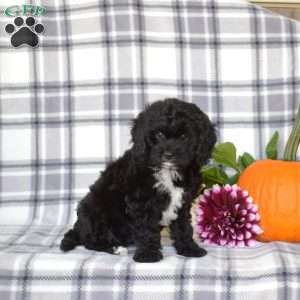 Eve, Cavapoo Puppy