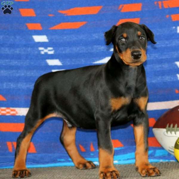 Everest, Doberman Pinscher Puppy