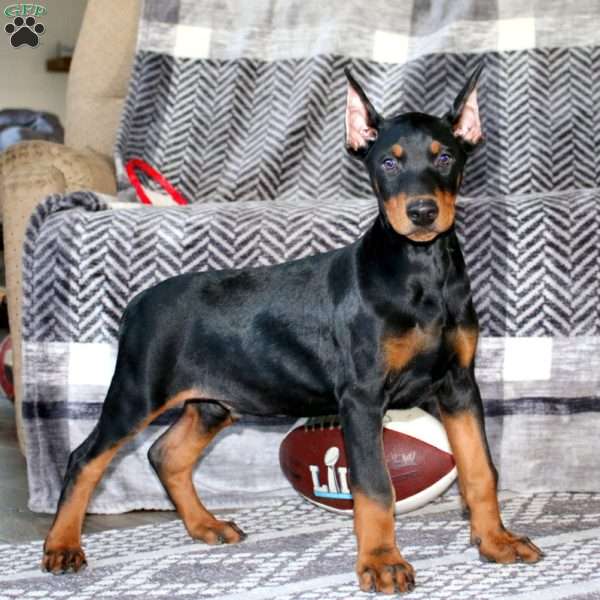 Everest, Doberman Pinscher Puppy