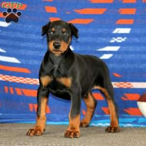 Everest, Doberman Pinscher Puppy