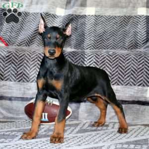 Everest, Doberman Pinscher Puppy