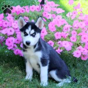 Everest, Siberian Husky Puppy
