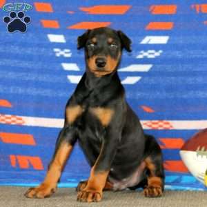 Everest, Doberman Pinscher Puppy