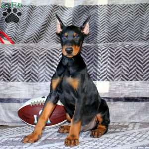 Everest, Doberman Pinscher Puppy