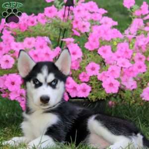 Everest, Siberian Husky Puppy