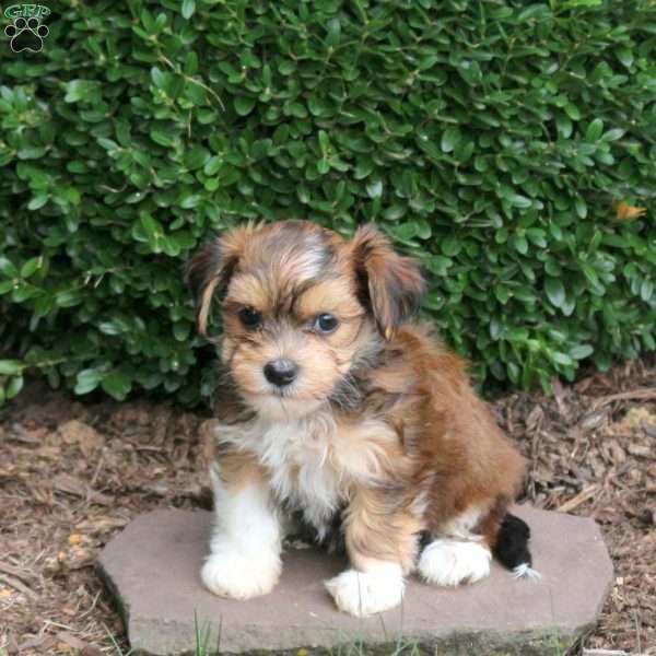 Evie, Havanese Puppy