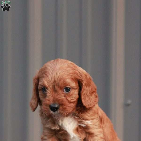 Expresso, Cavapoo Puppy