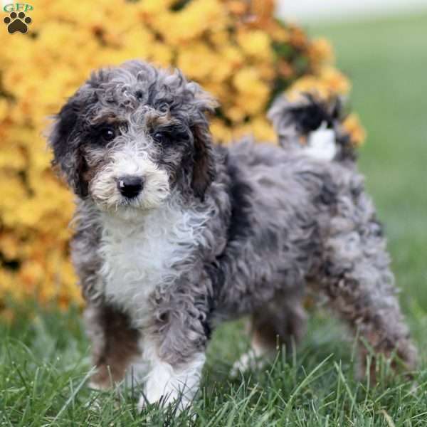 Trea, Sheepadoodle Puppy