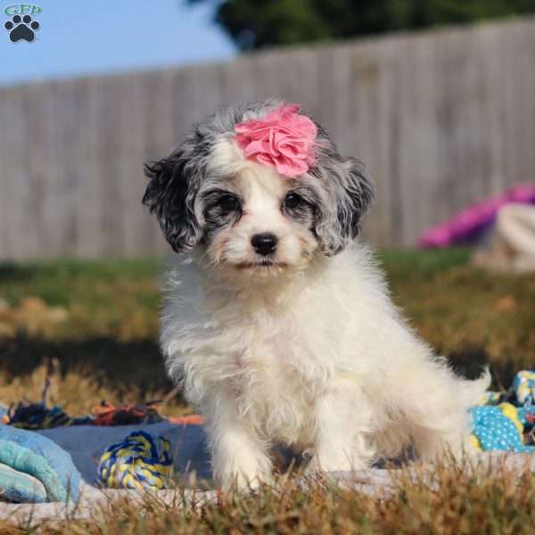 Millie, Cockapoo Puppy