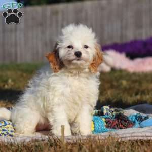 Mia, Cockapoo Puppy
