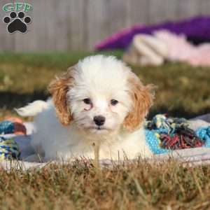 Mia, Cockapoo Puppy