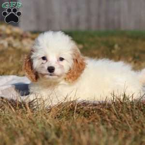 Mia, Cockapoo Puppy