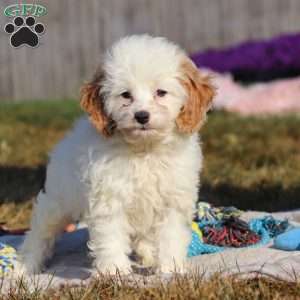 Mia, Cockapoo Puppy