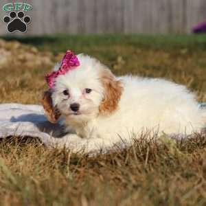 Mia, Cockapoo Puppy