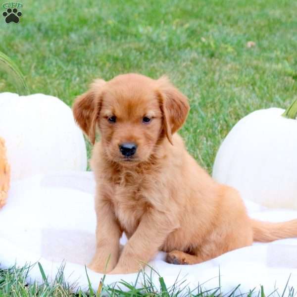 Faith, Golden Retriever Puppy