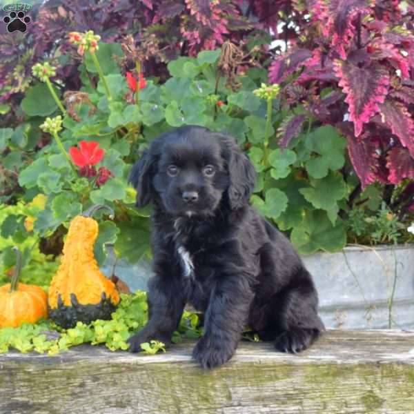 Faith, Cocker Spaniel Puppy
