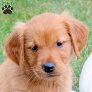 Faith, Golden Retriever Puppy