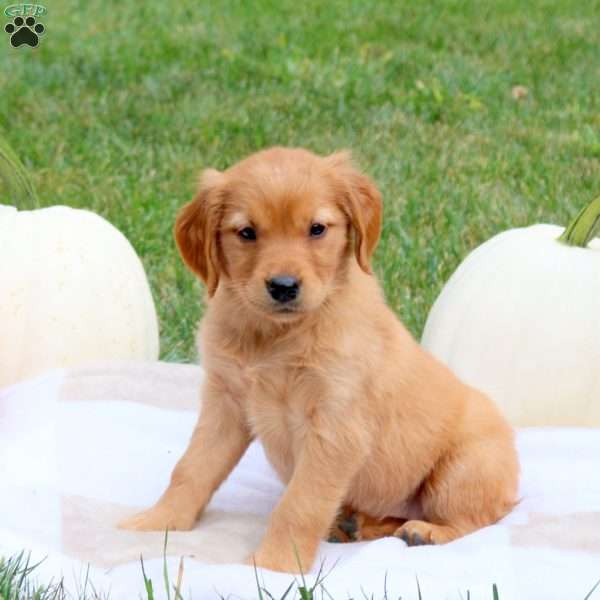 Fawn, Golden Retriever Puppy