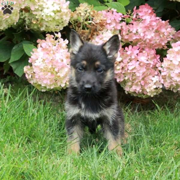 Fawn, German Shepherd Puppy
