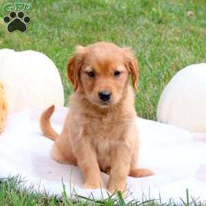 Fawn, Golden Retriever Puppy