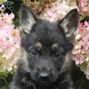Fawn, German Shepherd Puppy