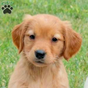 Fawn, Golden Retriever Puppy