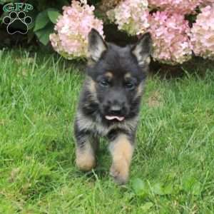 Fawn, German Shepherd Puppy