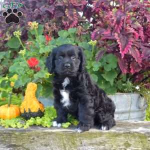 Faye, Cocker Spaniel Puppy