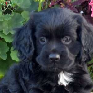 Faye, Cocker Spaniel Puppy