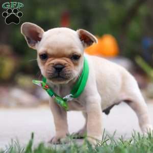 Felix, French Bulldog Puppy