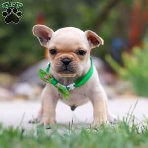 Felix, French Bulldog Puppy
