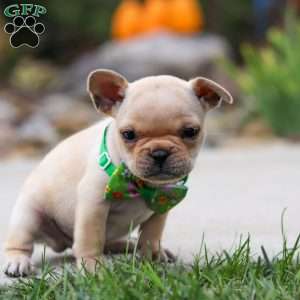 Felix, French Bulldog Puppy