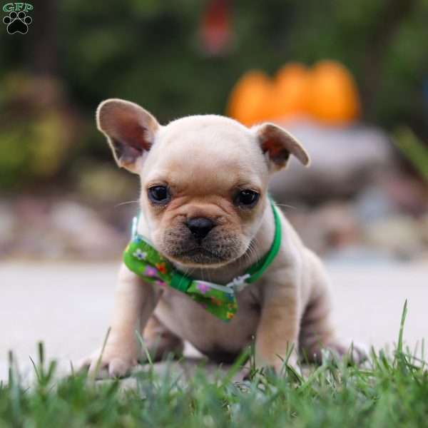 Felix, French Bulldog Puppy