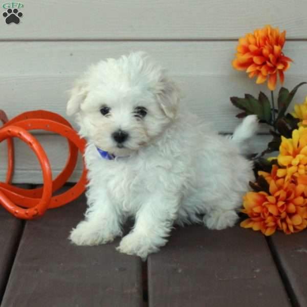 Felix, Maltese Puppy