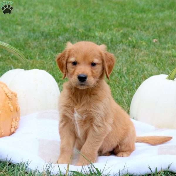 Felix, Golden Retriever Puppy