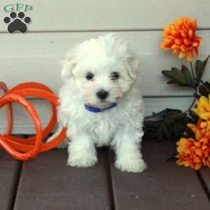 Felix, Maltese Puppy