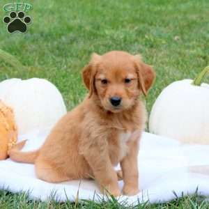 Felix, Golden Retriever Puppy