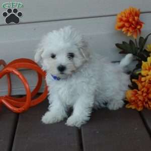Felix, Maltese Puppy