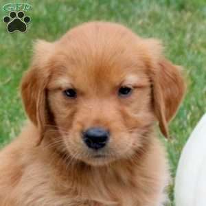 Felix, Golden Retriever Puppy