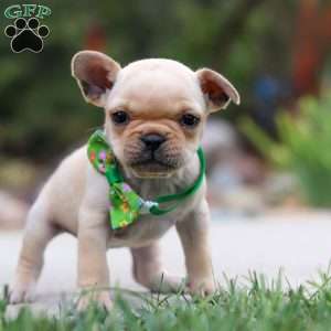 Felix, French Bulldog Puppy