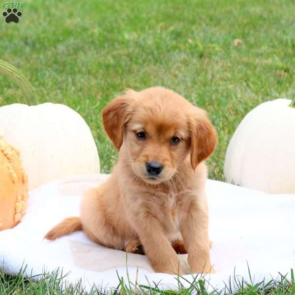 Fern, Golden Retriever Puppy