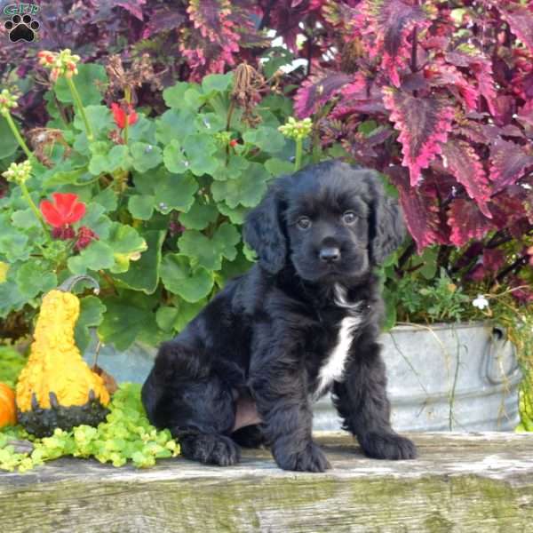 Fern, Cocker Spaniel Puppy