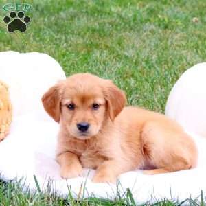 Fern, Golden Retriever Puppy