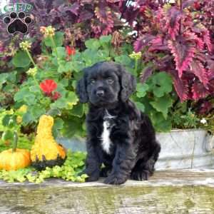 Fern, Cocker Spaniel Puppy
